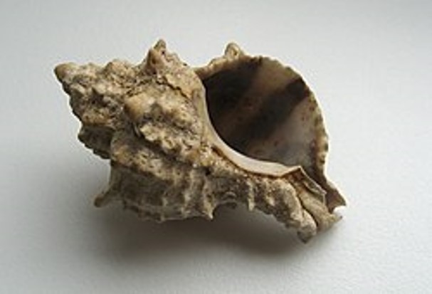 ארגומון קהה קוצים